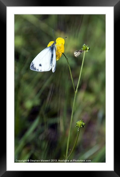 Green-veined White - Pieris napi Framed Mounted Print by Stephen Maxwell