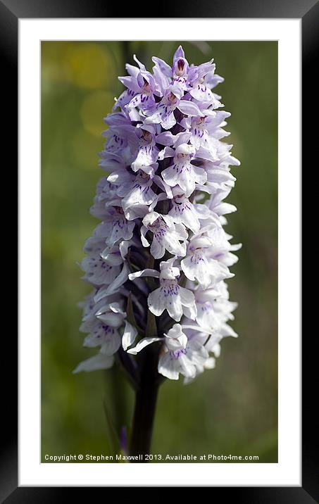 Common Spotted Orchid Framed Mounted Print by Stephen Maxwell