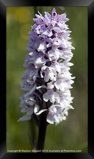 Common Spotted Orchid Framed Print by Stephen Maxwell