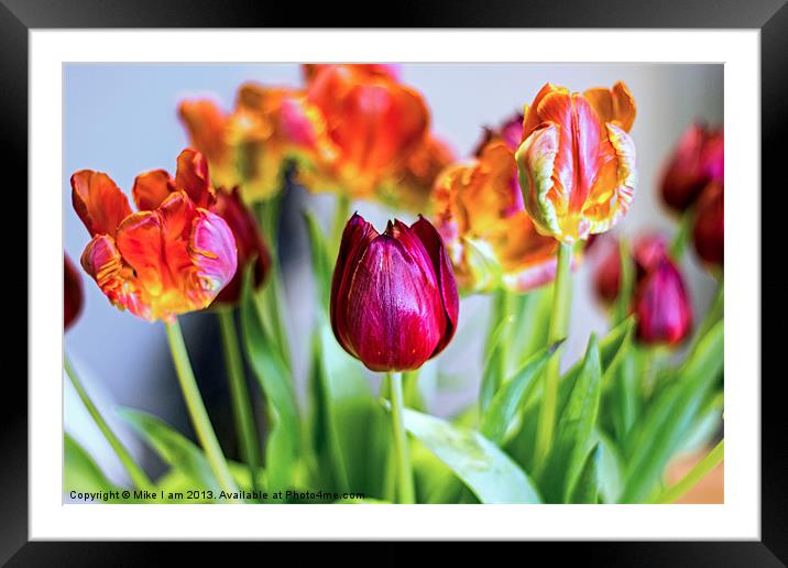 Tulips Framed Mounted Print by Thanet Photos