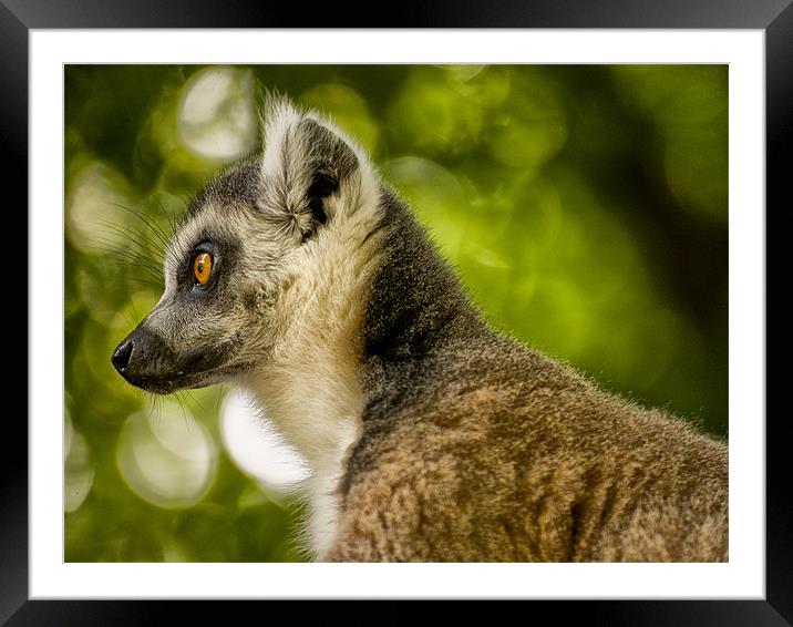 Ring Tailed Lemur (Lemur catta) Framed Mounted Print by Jay Lethbridge
