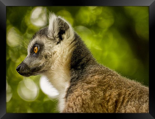 Ring Tailed Lemur (Lemur catta) Framed Print by Jay Lethbridge