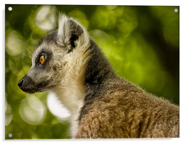 Ring Tailed Lemur (Lemur catta) Acrylic by Jay Lethbridge