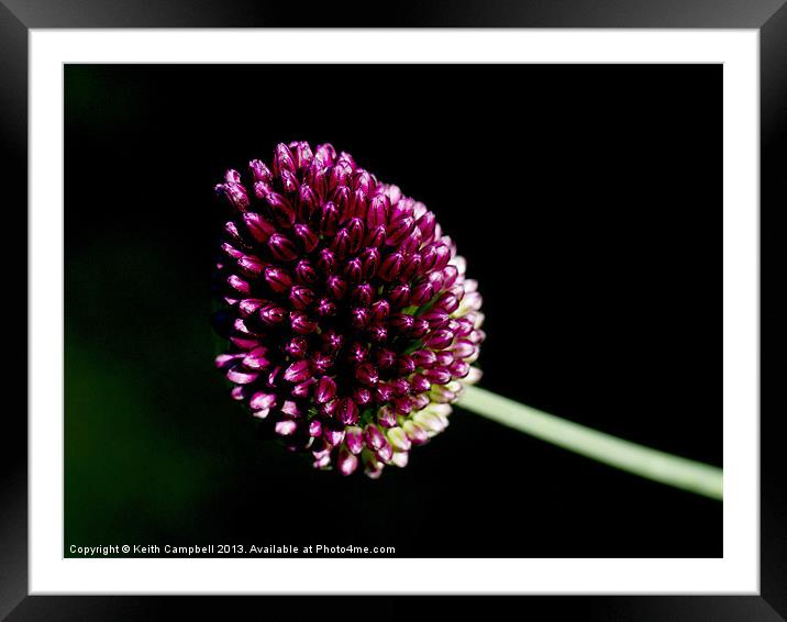 Allium Framed Mounted Print by Keith Campbell