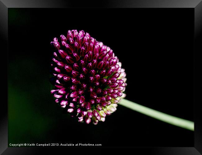 Allium Framed Print by Keith Campbell