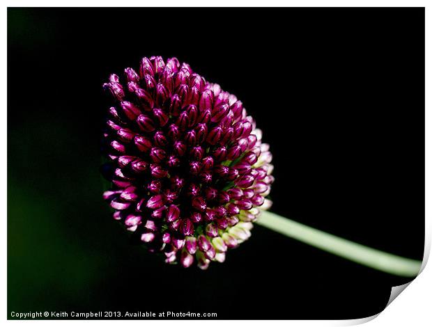 Allium Print by Keith Campbell