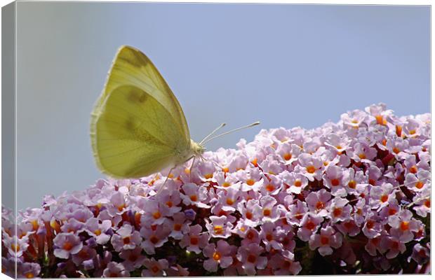 Butterfly on Buddleia Canvas Print by Tony Murtagh