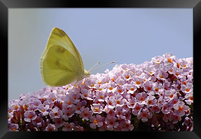 Butterfly on Buddleia Framed Print by Tony Murtagh