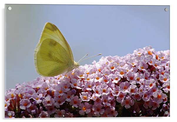 Butterfly on Buddleia Acrylic by Tony Murtagh