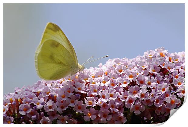 Butterfly on Buddleia Print by Tony Murtagh