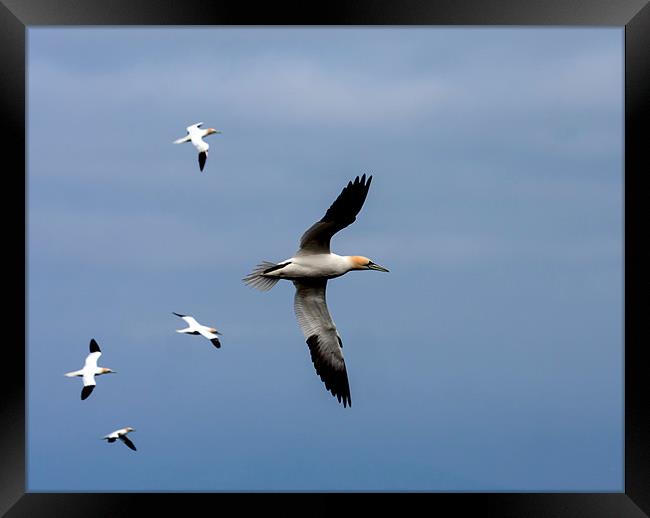 Gannets Framed Print by Gail Johnson