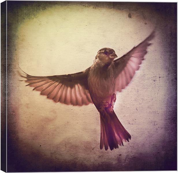 Sparrow à lancienne fenêtre Canvas Print by Matthew Laming
