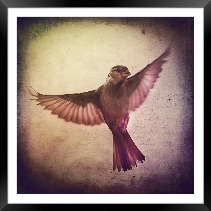 Sparrow à lancienne fenêtre Framed Mounted Print by Matthew Laming