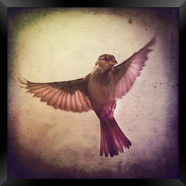 Sparrow à lancienne fenêtre Framed Print by Matthew Laming