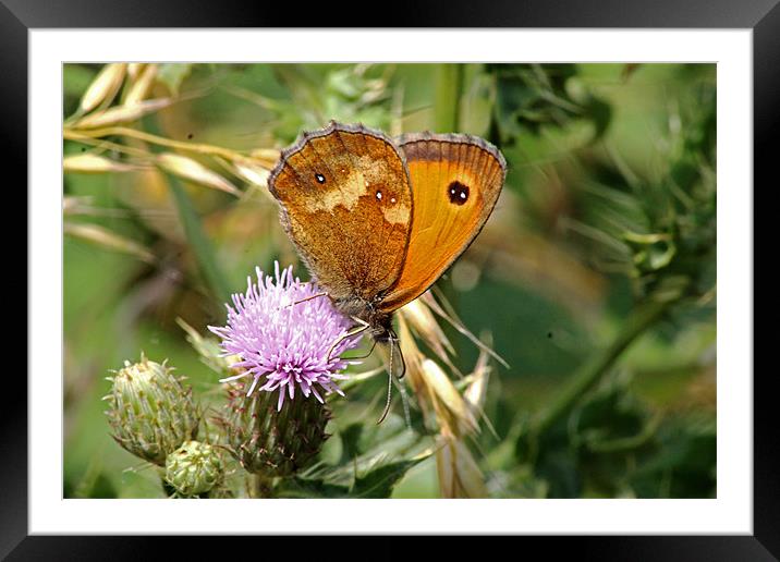 Gatekeeper Butterfly Framed Mounted Print by Tony Murtagh