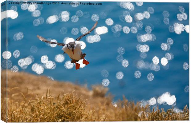 Puffin over sparkling seas Canvas Print by Izzy Standbridge