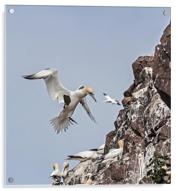 Gannets Acrylic by Gail Johnson
