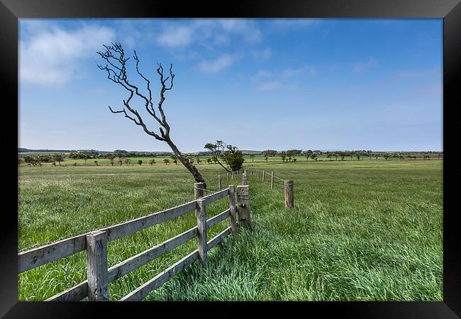 Tree Framed Print by Gail Johnson