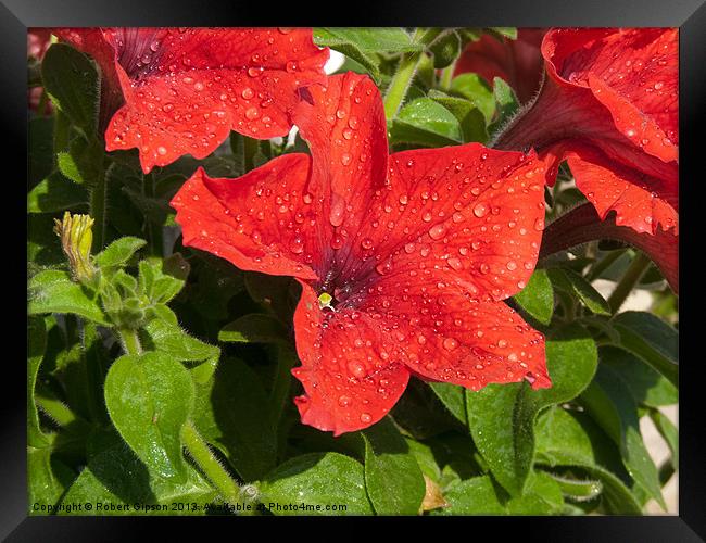 Petunia in the wet. Framed Print by Robert Gipson