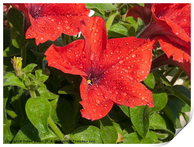 Petunia in the wet. Print by Robert Gipson