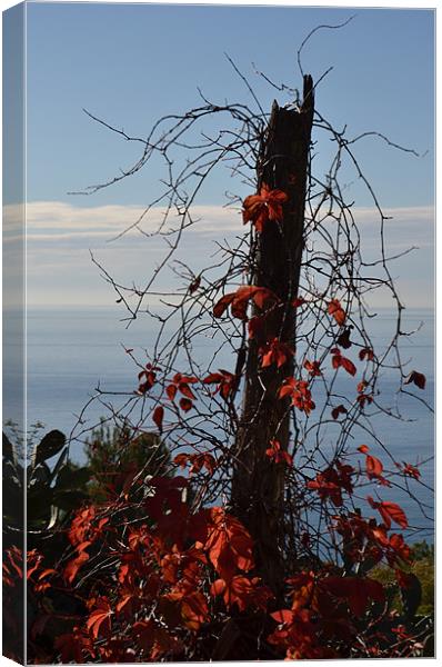 Fall in Liguria Canvas Print by Benoit Charon