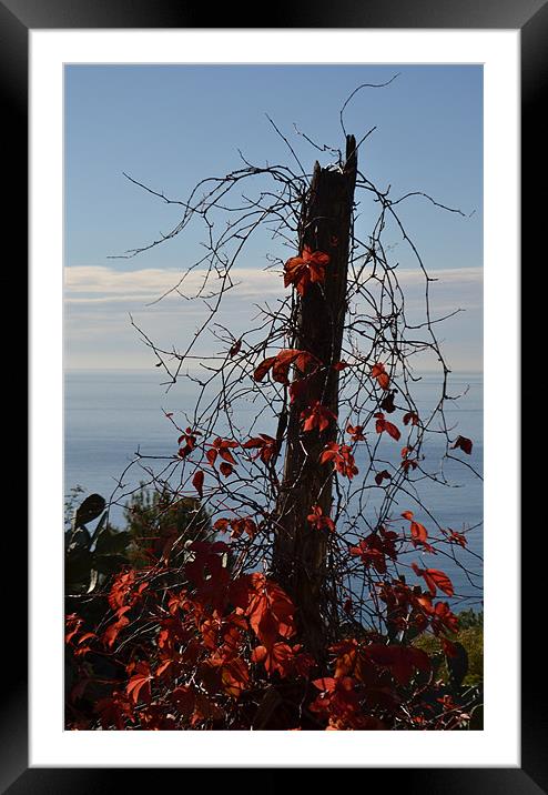 Fall in Liguria Framed Mounted Print by Benoit Charon