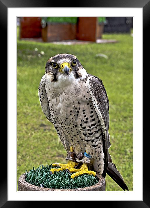 Hawk - a killing machine Framed Mounted Print by Peter Lennon