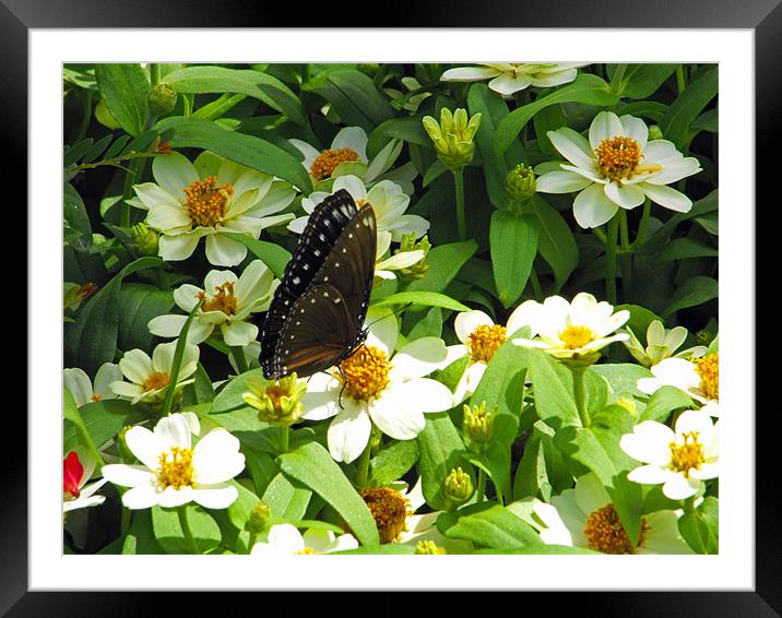 Working Butterfly Framed Mounted Print by Lenka Dunn