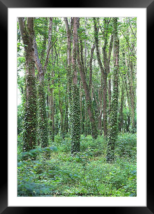 Spring in the Woods Framed Mounted Print by Carole-Anne Fooks