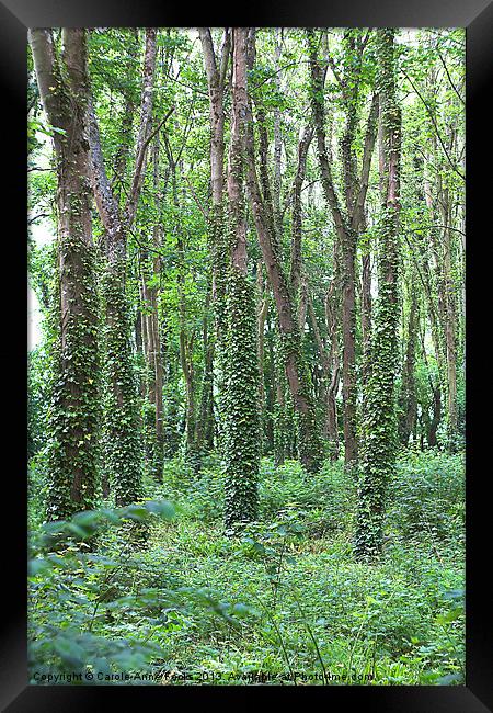 Spring in the Woods Framed Print by Carole-Anne Fooks