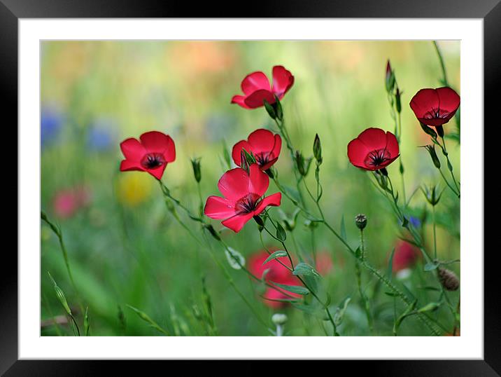 Red Flax in a Meadow Framed Mounted Print by Rosie Spooner