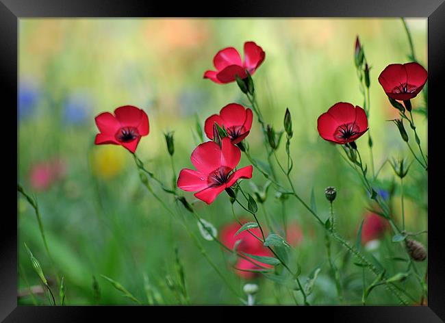 Red Flax in a Meadow Framed Print by Rosie Spooner