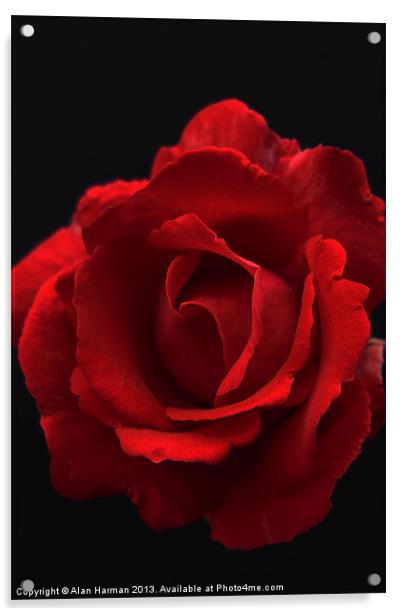 Red Rose Acrylic by Alan Harman
