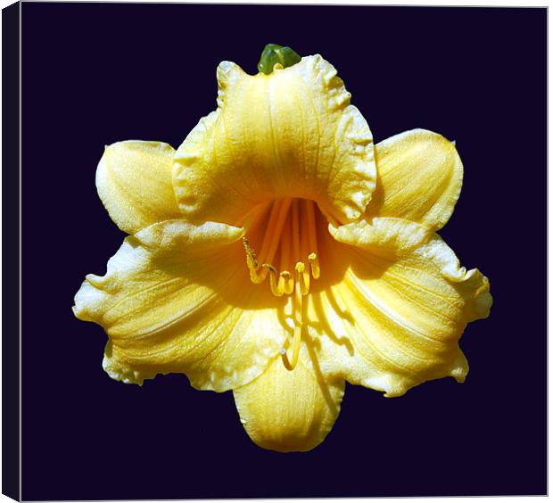 The Perfect Lily Canvas Print by james balzano, jr.