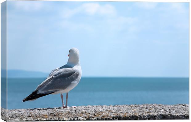 Seagull Looking Out to Sea Canvas Print by Natalie Kinnear