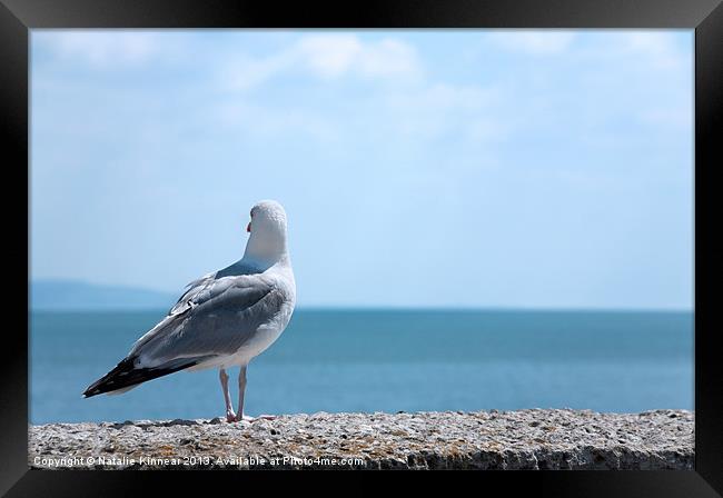 Seagull Looking Out to Sea Framed Print by Natalie Kinnear