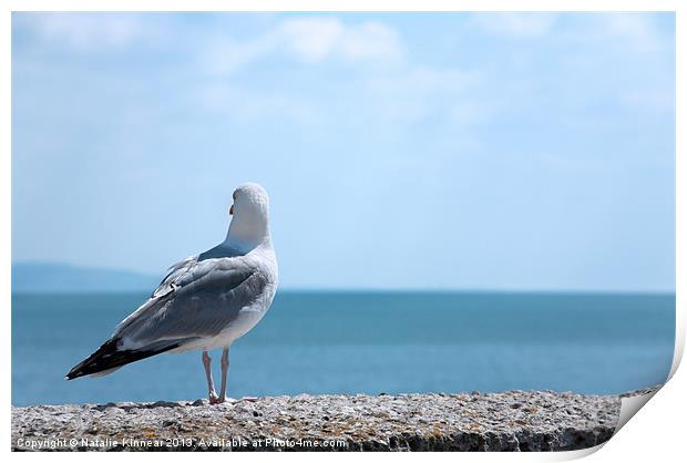 Seagull Looking Out to Sea Print by Natalie Kinnear