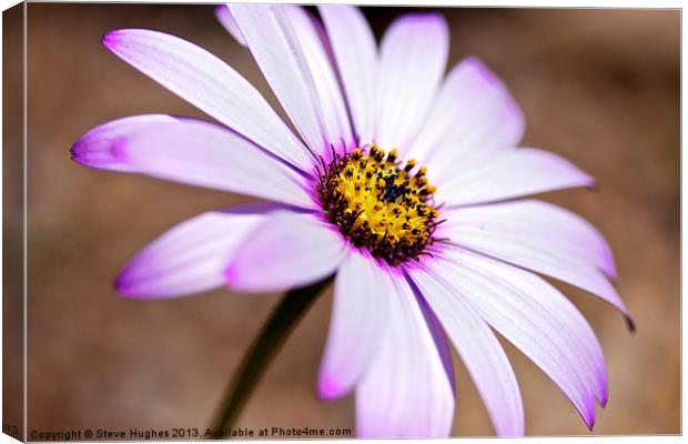 Pink and yellow Osteospermum Canvas Print by Steve Hughes