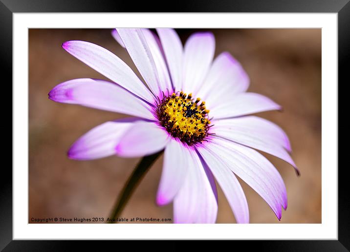 Pink and yellow Osteospermum Framed Mounted Print by Steve Hughes