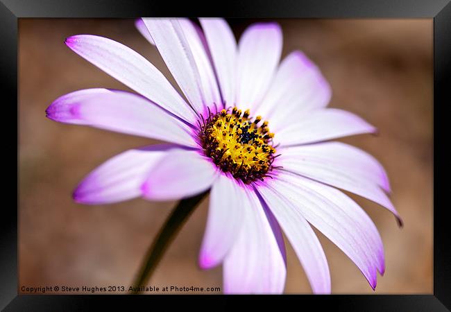 Pink and yellow Osteospermum Framed Print by Steve Hughes