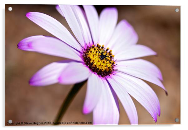 Pink and yellow Osteospermum Acrylic by Steve Hughes