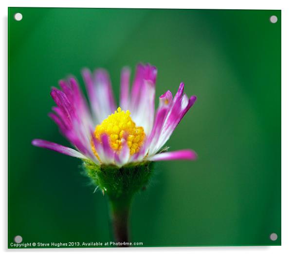 Daisy flower just opened Acrylic by Steve Hughes