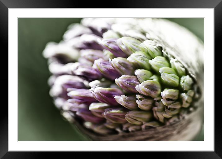 New Alium Framed Mounted Print by Mary Lane