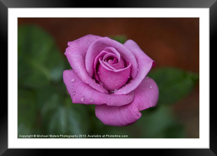 Lovely in Lavender Framed Mounted Print by Michael Waters Photography