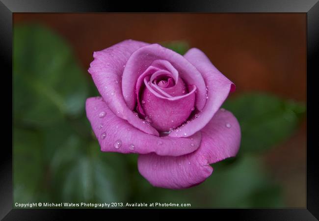 Lovely in Lavender Framed Print by Michael Waters Photography