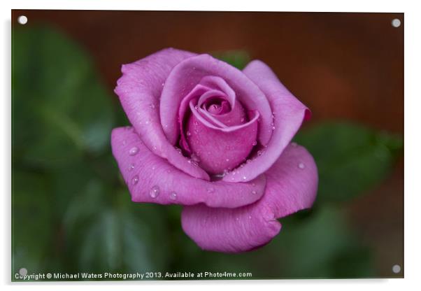 Lovely in Lavender Acrylic by Michael Waters Photography