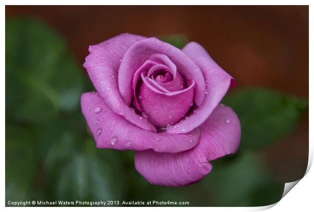 Lovely in Lavender Print by Michael Waters Photography