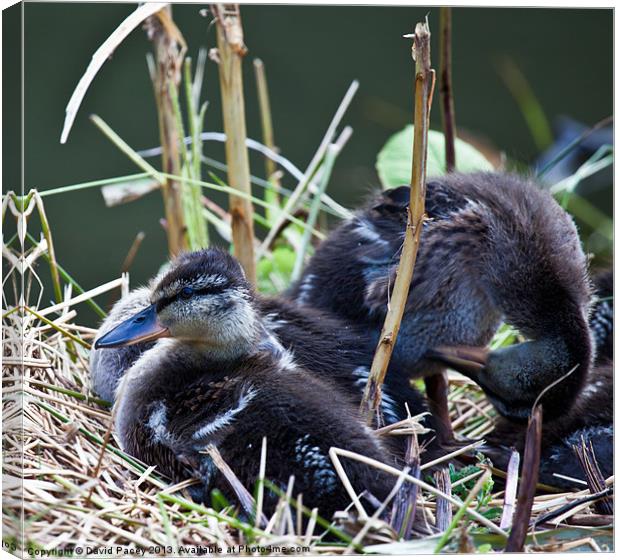 Baby Ducks Canvas Print by David Pacey