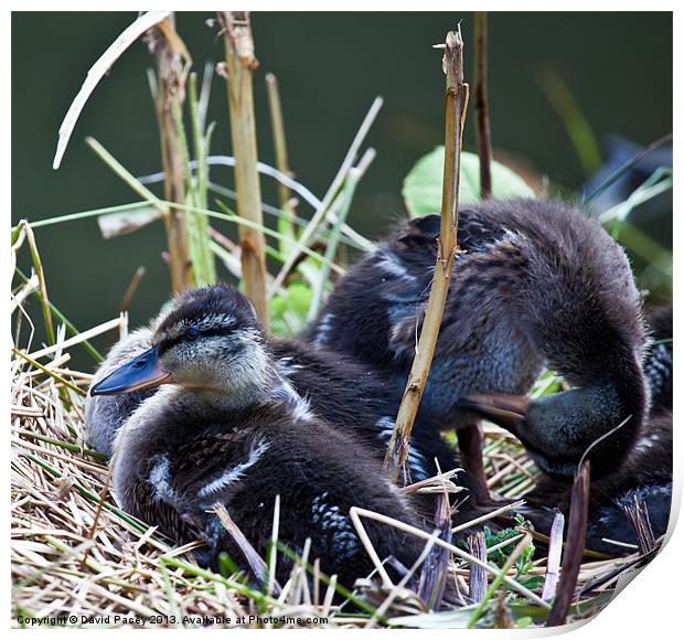 Baby Ducks Print by David Pacey