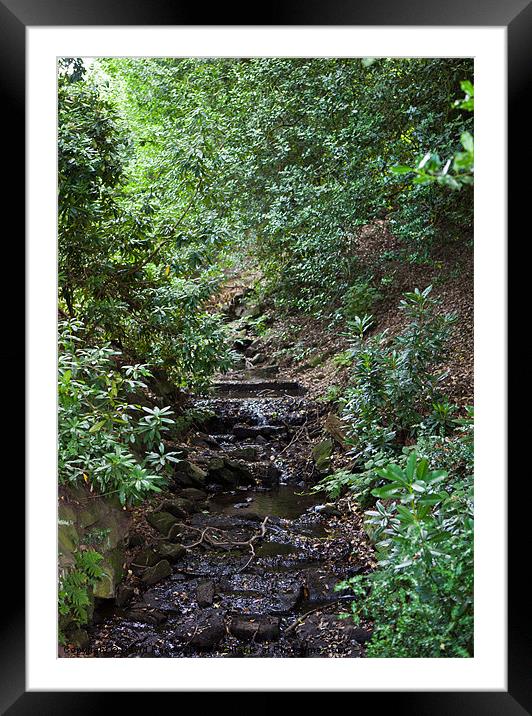 Water Path Framed Mounted Print by David Pacey